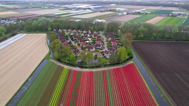Aerial view small beautiful neighborhood and colorful flower fields in The Netherlands during spring time.