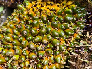 oil palm fruit after harvest and green in color