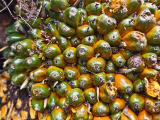 oil palm fruit after harvest and green in color