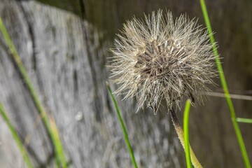 Fluffy seed head
