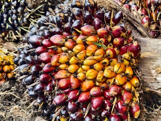 Oil palm fruit after Harvest