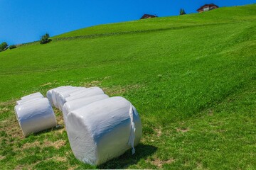 White plastic wrapped hay bales on a green hillside