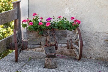 Rustic wooden cart transformed into a geranium planter