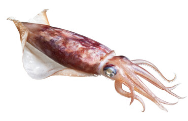 fresh squid isolated on white background