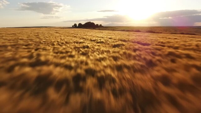 Golden wheat field at sunset