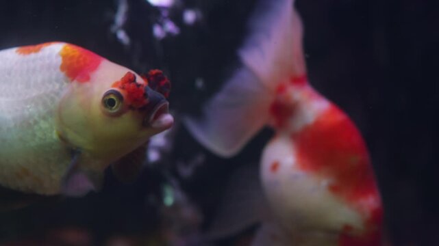 Oranda Goldfish swims in a Freshwater Aquarium over a Gravel Bottom, Showing its White Body and Red Head