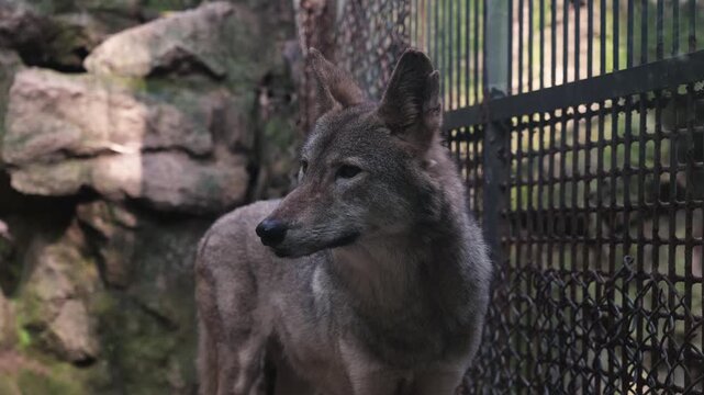 Grey Wolf Standing Alertly in its Habitat at a Zoo During the Daytime