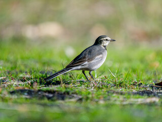 Fototapeta premium 地面を歩くハクセキレイ