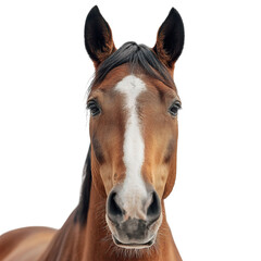 Obraz premium PNG of Close-up of a beautiful brown horse with a white stripe on its face, showcasing its expressive eyes.