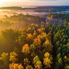 Aerial view of a sunlit forest, with mist, and autumn colors