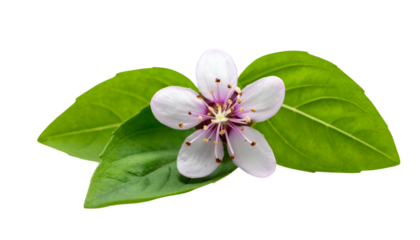 Delicate pink flower with yellow center, surrounded by two green leaves against black