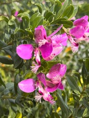 Podalyria sericea is a small erect shrub