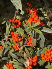 Pyracantha coccinea (Pyracantha coccinea). Close up view.
