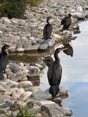 Adult double-crested cormorants ,nannopterum auritum
