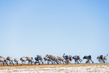 Obraz premium Flock of Cranes on a field with snow in early spring