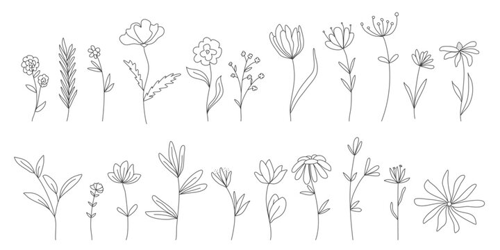 Outline illustrations of flowers and herbs. Botanical hand drawn ink set. Blooming and greenery doodle sketch style vector elements