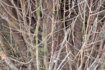 Bare tree branches texture background in late autumn or winter