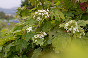 Oakleaf hydrangea branches with white flowers and green leaves. Soft foreground blur. Hydrangea quercifolia