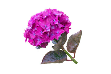 Purple bigleaf hydrangea inflorescence isolated transparent png. Hydrangea macrophylla. Hortensia Flower.