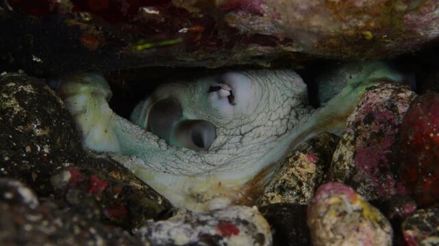 Big blue octopus resting and breathing in coral reef den