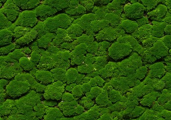 Vibrant Green Moss Texture Background Pattern for Nature and Gardening Concepts pattern