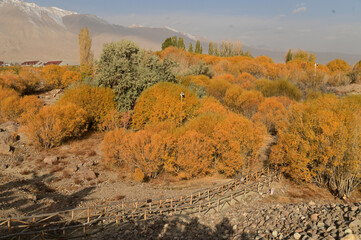 Hu yanlin tree park in yellow leaves near the Tashkurgan Stone City was a small fortified city with multiple layers of walls. Location: Tashgur City, Tajikistan Autonomous Region, Xinjiang, China.