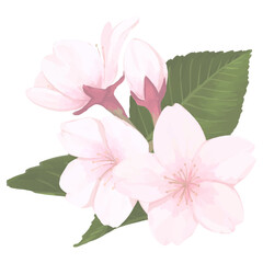 Fototapeta premium 桜_手描きイラスト_花と葉