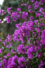 Vibrant Purple Bougainvillea Blooms Close-Up, Tropical Flowers, Lush Garden Detail, Summer Floral Beauty, Intense Color, Botanical Photography.