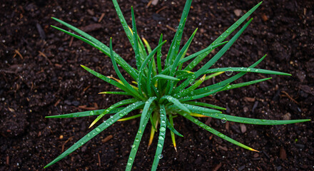 Green chives plant with water droplets on leaves in dark soil