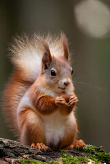 Obraz premium Cute Red Squirrel Holding a Nut on a Mossy Log in a Lush Green Forest