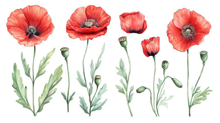 Fototapeta premium Set of red poppies with bud and leaf botanical floral collection delicate wildflowers isolated on white background