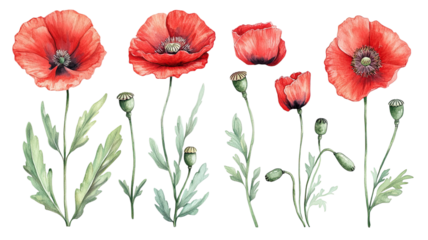 Set of red poppies with bud and leaf botanical floral collection delicate wildflowers isolated on white background