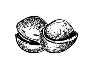 Monochrome vector macadamia nut illustration painted by black inks. One whole in its shell and another half peeled to reveal kernel. Raw food for nutritional blogs, diet guides, vegan product