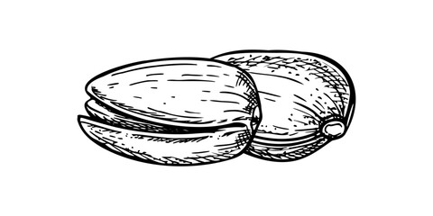 Two unpeeled pistachio nuts vector isolated black inks composition. Dried salted pistachios nut illustration for healthy snack packaging, food blogs, nutritional guides, vegan product labels