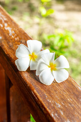Spa composition with white plumeria frangipani flowers blossoms on wooden railings.