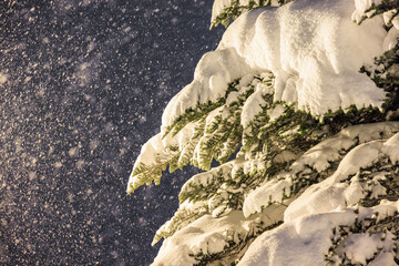 温かい光が照らす雪のもみの木