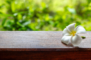 Summer background with white plumeria frangipani flower on wooden railings. Wellness treatment, relax and massage concept.