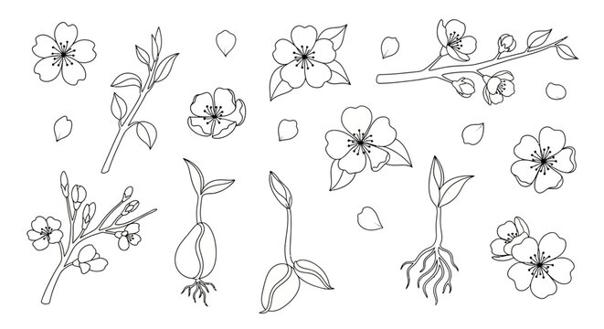 Collection of Hand Drawn Cherry Blossom Flowers and Seedlings.