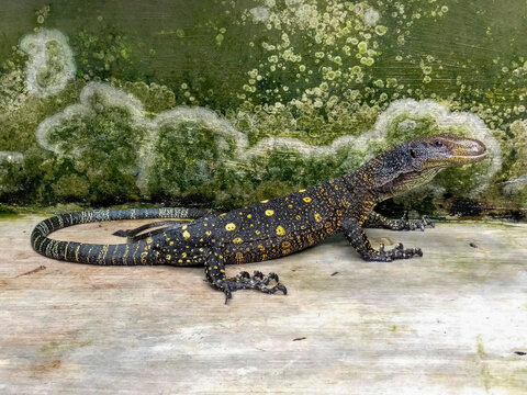 A young Asian water monitor lizard Varanus salvator. Asian water monitor lizards are among the largest lizards, reaching lengths of up to 2 meters or more in adult specimens.