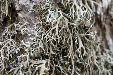 Grey lichen on pine tree close-up view