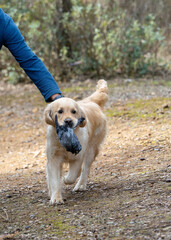 Purebred golden retriever dog in the field walking with a game in his mouth next to his owner