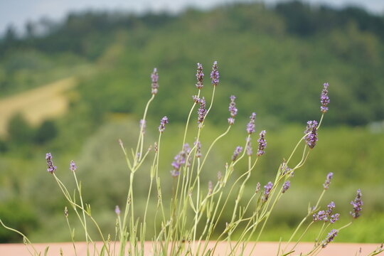 fiori di lavanda