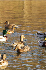 Group of wild mallard ducks floating on a pond. Male ducks with green heads and females with brown plumage swim together in rippling water. A natural wildlife scene.