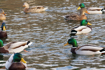 Group of wild mallard ducks floating on a pond. Male ducks with green heads and females with brown plumage swim together in rippling water. A natural wildlife scene.