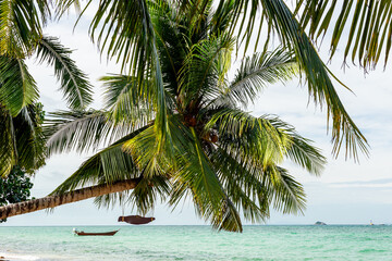 Palm trees on a tropical beach sea coast in Koh Phangan, Thailand. Idyllic paradise scene