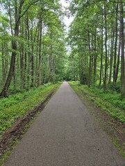road in the forest