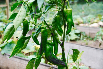 Young Green Chili Peppers (Capsicum annuum) on Vine with Dew Drops