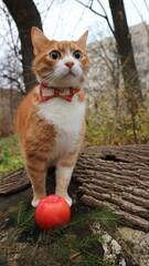 A cute ginger cat in an orange bow tie stands on a tree stump with an apple.