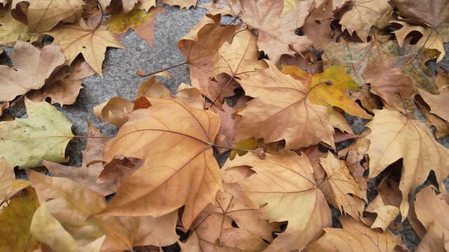 The withered and yellow wutong leaves on the ground
