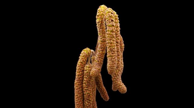 Time Lapse of flowering yellow hazelnut catkins on black background. Spring timelapse of hazel branches closeup in early spring.